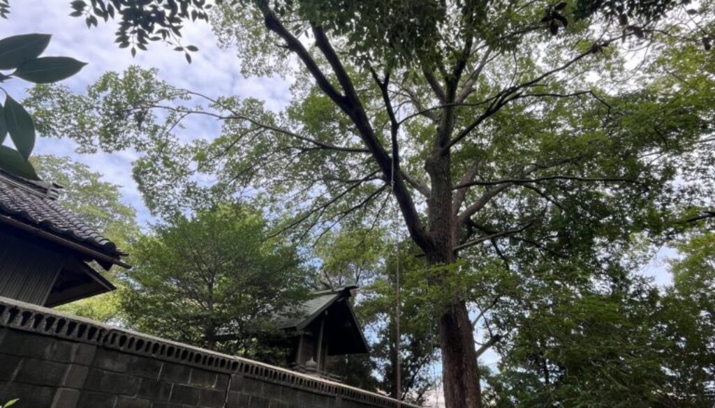 覆い被さる木