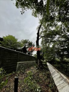 神社の本殿に覆い被さる枝の伐採after