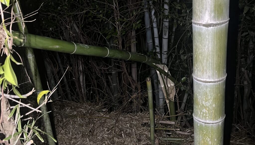 夜間緊急伐採