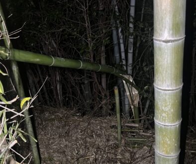 夜間緊急伐採