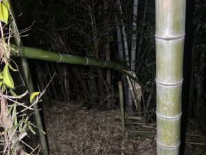夜間緊急伐採