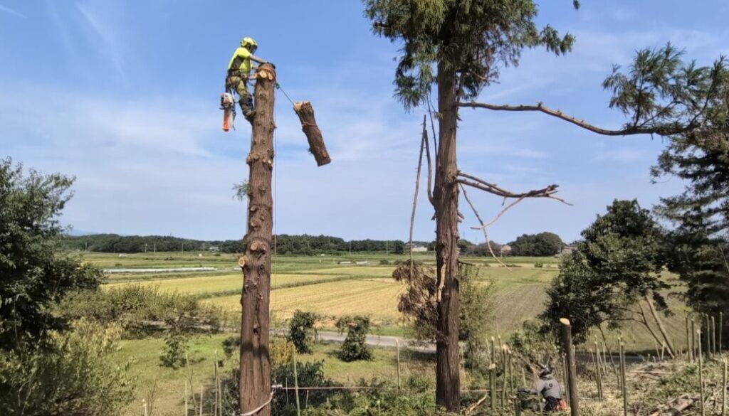 藪化した土地の皆伐