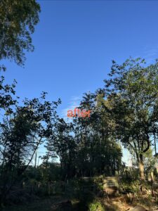 敷地内の巨木伐採