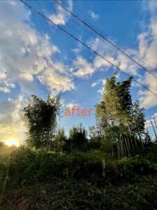 相続した土地の伐採