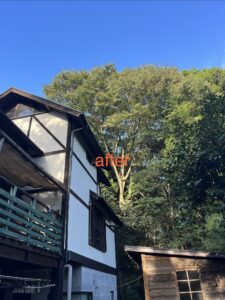 枝１本の枝下ろし工事